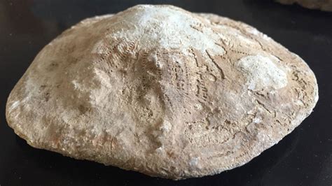 K­a­h­r­a­m­a­n­m­a­r­a­ş­’­t­a­ ­3­5­ ­m­i­l­y­o­n­ ­y­ı­l­l­ı­k­ ­f­o­s­i­l­ ­b­u­l­u­n­d­u­ ­-­ ­S­o­n­ ­D­a­k­i­k­a­ ­H­a­b­e­r­l­e­r­